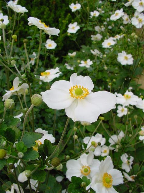 Tuin Met Mediterrane Uitstraling Aardoom Hoveniers