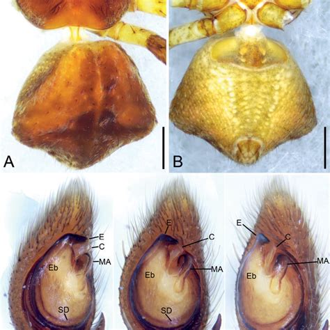 Pharta Lingxiufengica Sp Nov Female Holotype A Habitus Dorsal View