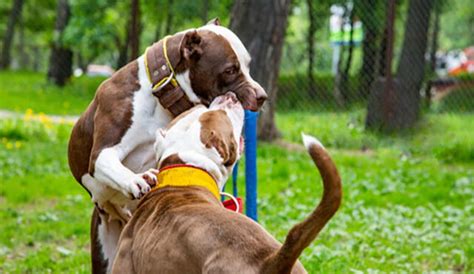 Qu Hacer En Una Pelea De Perros Esta Es La T Cnica Que Debes Saber