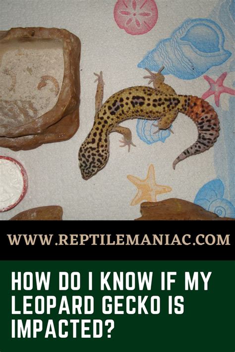 How Do I Know If My Leopard Gecko Is Impacted Leopard Gecko Gecko