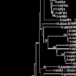 Neighbor Joining Phylogenetic Tree Based On Concatenated Nucleotide