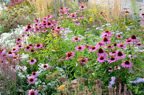 Should You Divide Perennials Now or Wait? What Gardeners Do for a