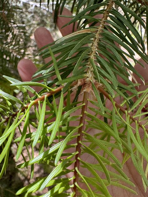 Colorado White Fir From Pima County AZ USA On May 29 2024 At 08 39