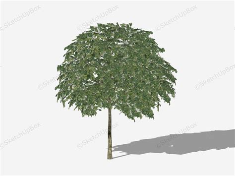 Mountain Ash Rowan Tree Sketchup 3d Model Skp File Download Sketchupbox