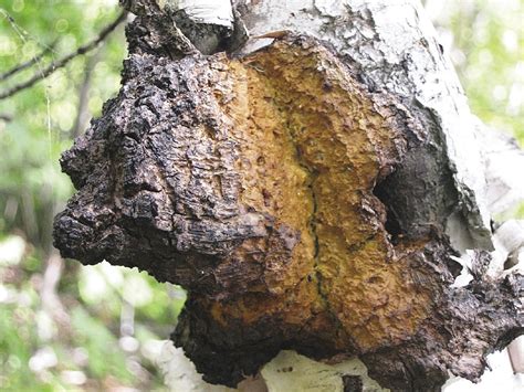 Chaga: A Slow-growing Backyard Superfood | Northern Wilds Magazine