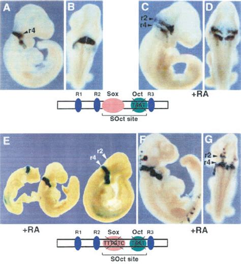 Mutations In The Sox Oct Binding Site Within The Hoxb R Enhancer