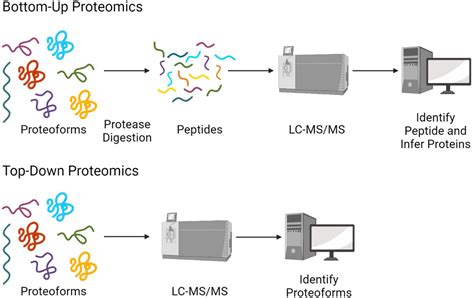 Overview And Considerations In Bottom Up Proteomics Analyst Rsc