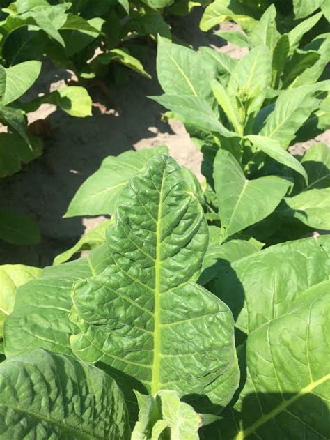 Calcium Deficiency NC State Extension