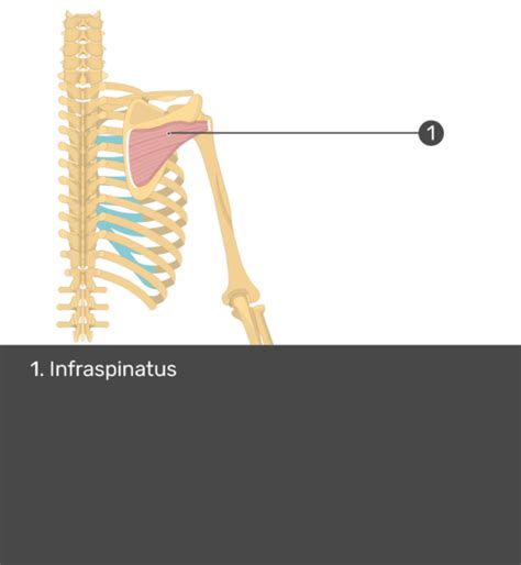 Infraspinatus Muscle Origin Insertion And Action Getbodysmart