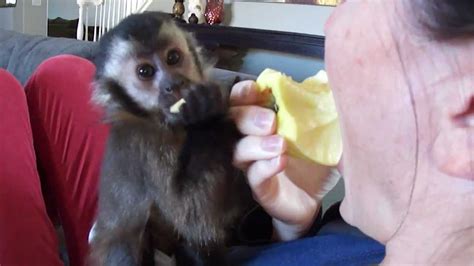 Baby Monkey Nala Tries To Feed Mom Youtube