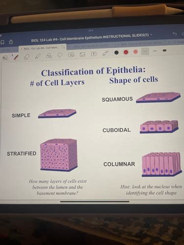 Epithelial Tissue Flashcards Quizlet