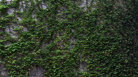 A Green Wall - Plant Wall Wallpaper Hd - 1920x1080 Wallpaper - teahub.io