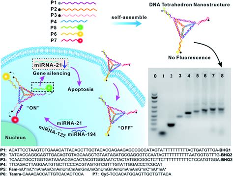 Schematic Illustration Of Dna Tetrahedron Nanostructures Dtnss Download Scientific Diagram