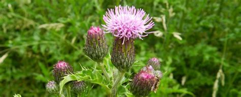 Creeping thistle - Cirsium arvense, Nexles