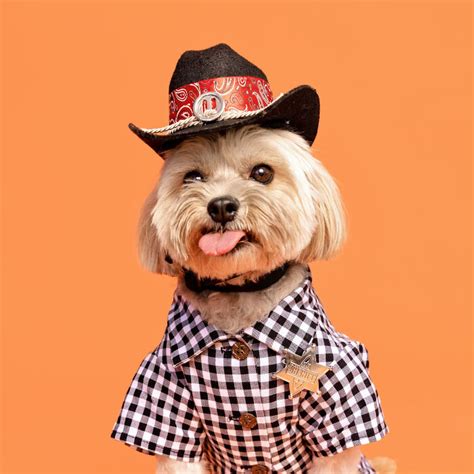 My 25 Photos Of Cute Dogs Posing With Their Halloween Costumes On | Bored Panda