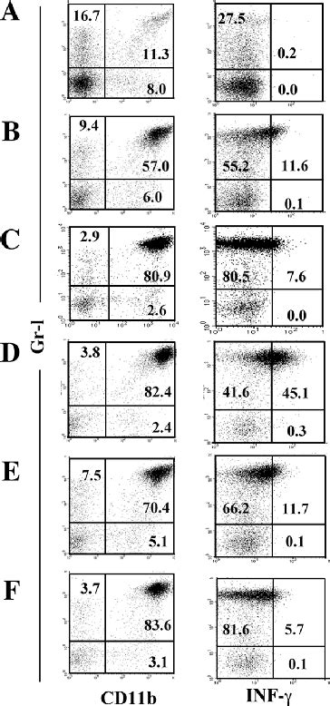 Figure From V Nk T Celltriggered Ifn Production By Gr Cd B