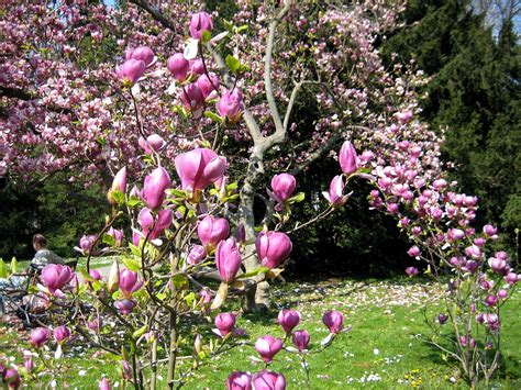 Magnolia Primavera Brote Foto Gratis En Pixabay Pixabay