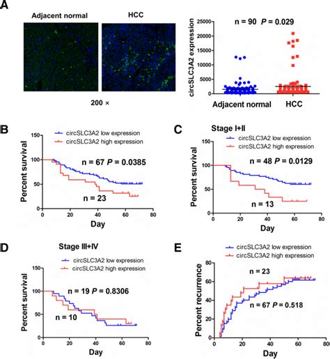 Circslc3a2 Functions As An Oncogenic Factor In Hepatocellular Carcinoma By Sponging Mir 490 3p