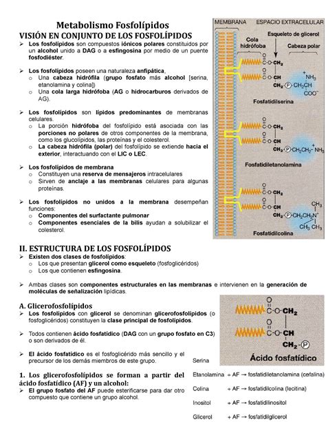 Metabolismo Fosfolípidos Metabolismo EN CONJUNTO DE LOS Los son