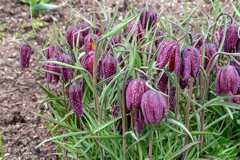 Flowering Fritillaria In The Spring Garden Fritillaria Meleagris Stock