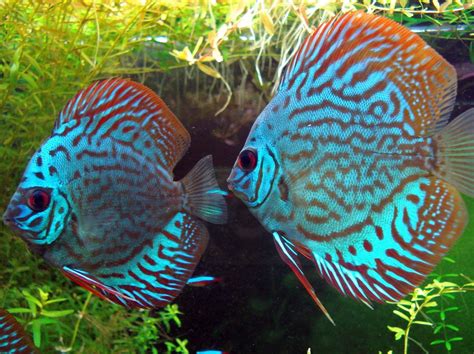 Symphysodon Discus Acuario Adictos