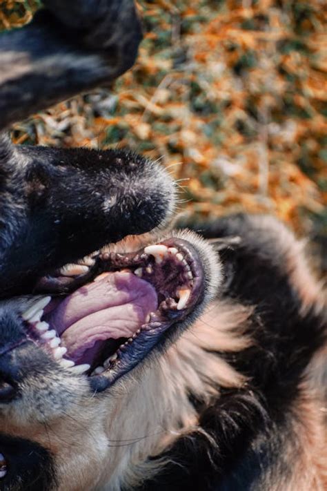 Close up of Dog Teeth · Free Stock Photo