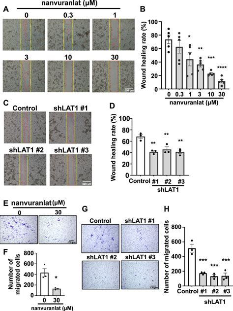 Suppression Of Cell Migration By LAT1 Inhibition Or Knockdown A