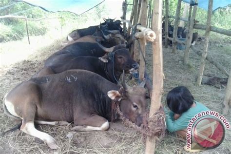 Agar Hewan Kurban Sehat Dinas Ini Bentuk Tim Pengawas Kesehatan Hewan