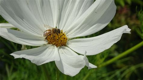 Biogroei Be Nuttige Insecten Herkennen In Je Tuin Wapen Jezelf