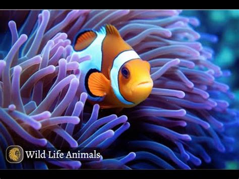 Nemo S World Unveiling The Ocean S Clownfish YouTube