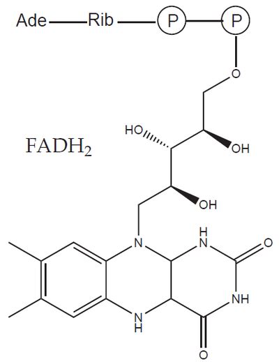 General structure of enzymes - WikiLectures