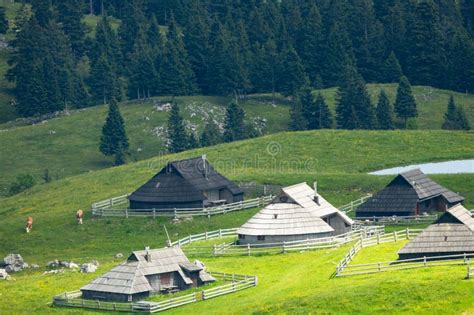 Cows And Wooden Shepherd Shelters On The Big Pasture Plateau Or Velika