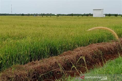 Dinas Pertanian Kabupaten Penajam Beli Alsintan Untuk Kelompok Tani