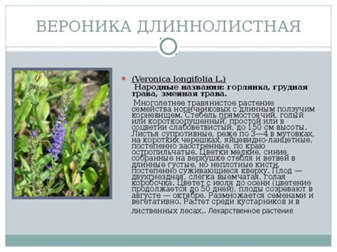 "Растения села Новосергеевка"