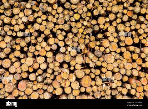 Pile Of Chopped Fire Wood Stock Photo Alamy