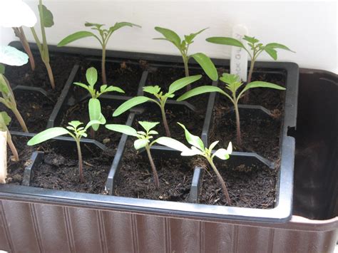 Tomato seedlings - atilapunch