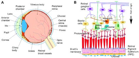 Anatomy Of The Eye And Arrangement Of Cells In The Retina And Download Scientific Diagram