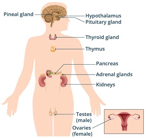 Adrenal Glands Healthdirect