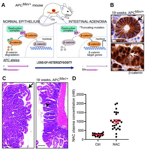 N Acetylcysteine Nac Levels In The Apcmin Model A Schematic