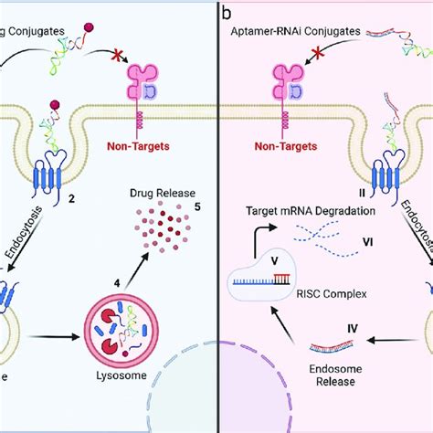 Aptamer Based Targeted Drug Delivery System A Scheme Illustration Of