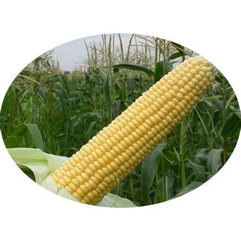 Купить кукурузу Астролайт F1 (сахарную), 1 кг семян, Agri Saaten, Германия