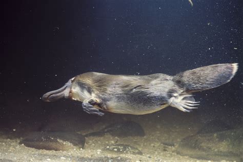 Platypus Water Gardens | Fasci Garden