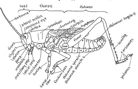 Grasshopper External Anatomy Diagram