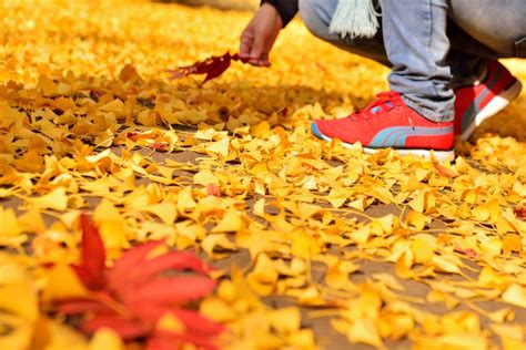 秋の札幌の紅葉巡り 北海道大学イチョウ並木に大感動ーっ♪ ぽてとのまったりぶらり旅 秋の章