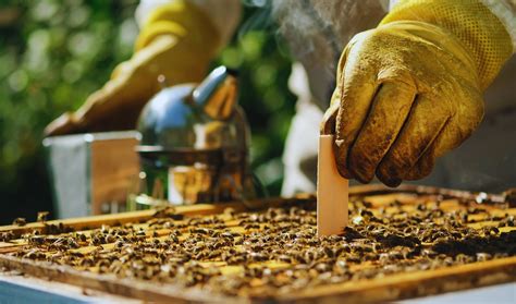varroa mite australia management  tos treatments ecrotek