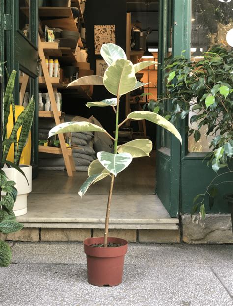 Ficus elástica tineke GOMERO VARIEGADO Gardém