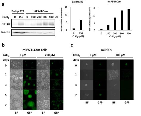 Effects Of Cocl On Csc Model Mips Llccm Cells A The Increase In