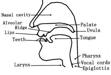 Speech Organs Diagram