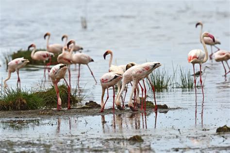 109 Flamingos Their Natural Habitat Stock Photos - Free & Royalty-Free ...