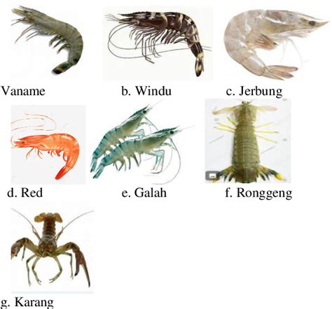 Figure 1 from Classification of coastal shrimp species using deep ...